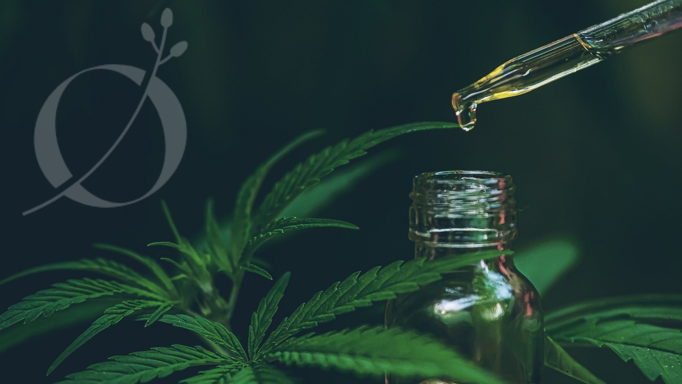 Flacon d’huile de CBD avec pipette et feuilles de chanvre en arrière-plan, illustrant la pureté et la naturalité des extraits spectrums.