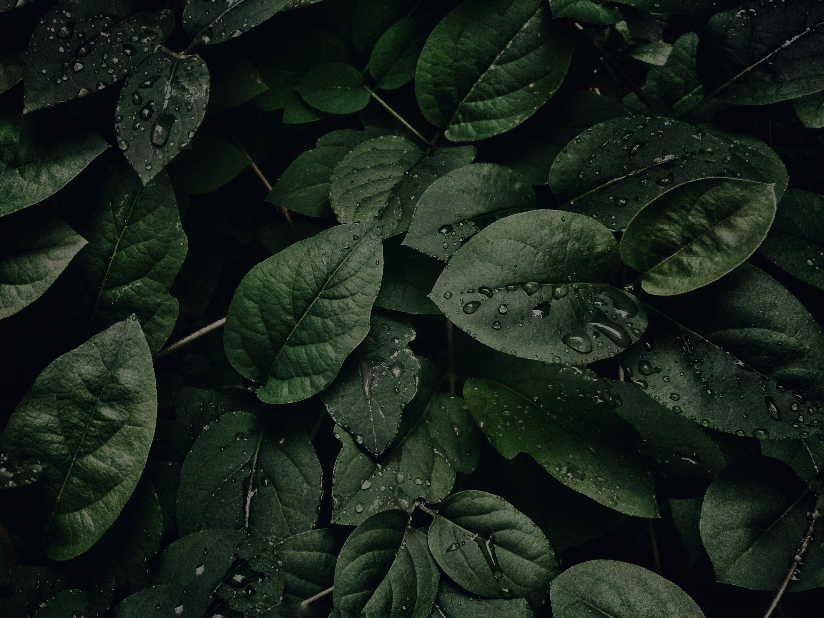 Cosmétiques CBD